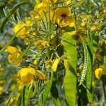 Senna artemisioides Çiçek