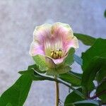 Cobaea scandens 花