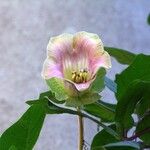 Cobaea scandens Bloem