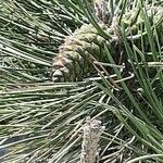 Pinus nigra Φρούτο