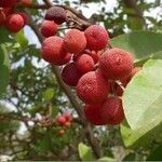 Arbutus menziesii Fruit