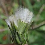 Crepis albida Froito