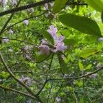 Rhododendron ponticumFlower