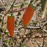 Kedrostis leloja Fruit