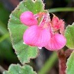 Begonia fischeri Плод