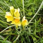 Linaria vulgarisKwiat