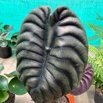 Alocasia cuprea Blatt