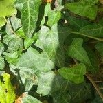 Hedera canariensis Leaf