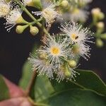 Syzygium × intermedium Flor