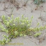 Stachys maritima Habit