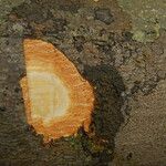 Garcinia kola Bark