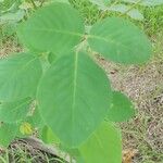 Dendrolobium umbellatum Leaf