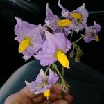 Solanum umbelliferum Květ