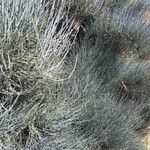 Ephedra intermedia Blad