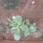 Portulaca oleracea Leaf
