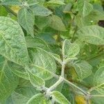 Capsicum pubescens Hoja