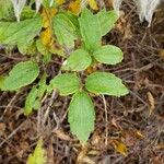 Clematis virginiana Hoja