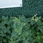 Sonchus oleraceus Likasa