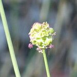 Sanguisorba verrucosa Vaisius