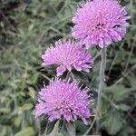 Knautia arvensis Flower