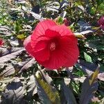 Hibiscus moscheutos Blomma