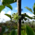 Geniostoma borbonicum 花