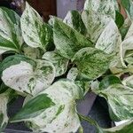 Epipremnum aureum Hoja