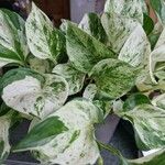 Epipremnum aureum पत्ता