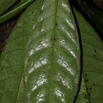 Psychotria droissartii