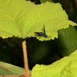 Rubus alceifolius Liść