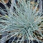 Festuca glauca Blad