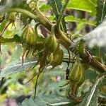 Hippobroma longiflora Fruto