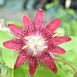 Passiflora cinnabarina 花