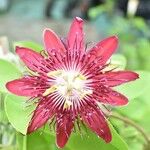 Passiflora cinnabarina Květ