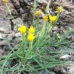 Scorzonera austriaca Fulla
