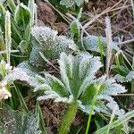 Marrubium vulgare Leaf