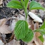 Laportea canadensis Blad