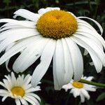 Leucanthemum maximum 花