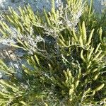 Arthrocnemum macrostachyum Likasa