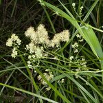 Thalictrum flavum Bloem