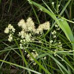 Thalictrum flavum 花