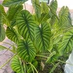 Alocasia clypeolata Hábito
