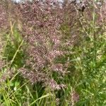 Calamagrostis canescens Folha