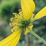 Verbesina alternifolia Flower