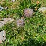 Pulsatilla alpinaЦветок