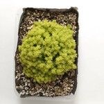 Sedum japonicum Hoja