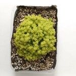 Sedum japonicum Lapas