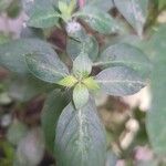 Barleria cristata Blatt