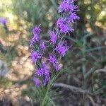 Liatris punctata Kvet