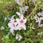 Rhododendron davidsonianum Blüte